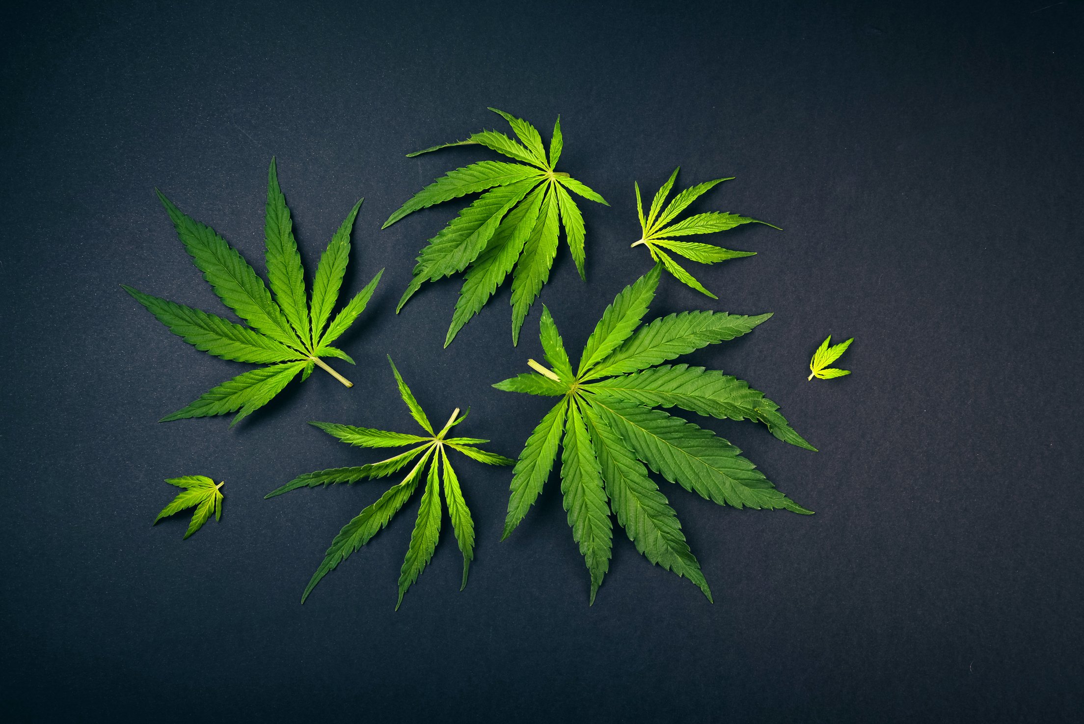 Hemp Leaves on Black Background